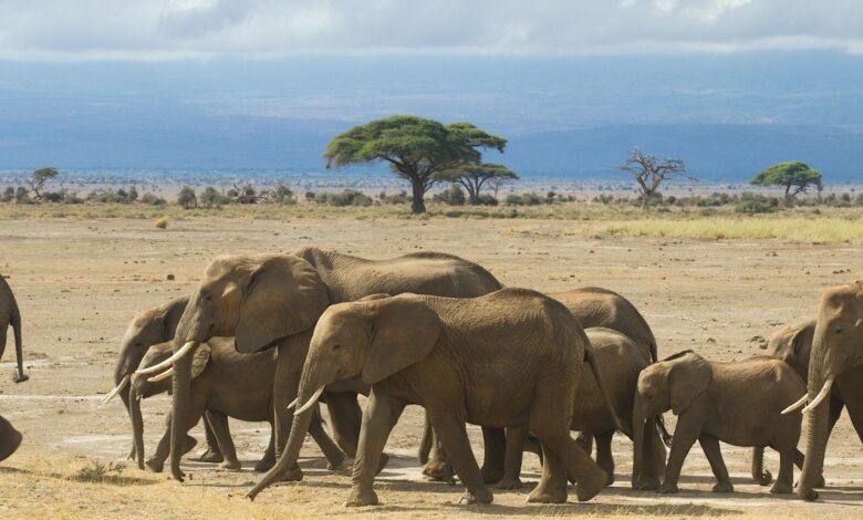 Vast open grassland plain in Africa with golden grasses stretching to the horizon under a wide sky