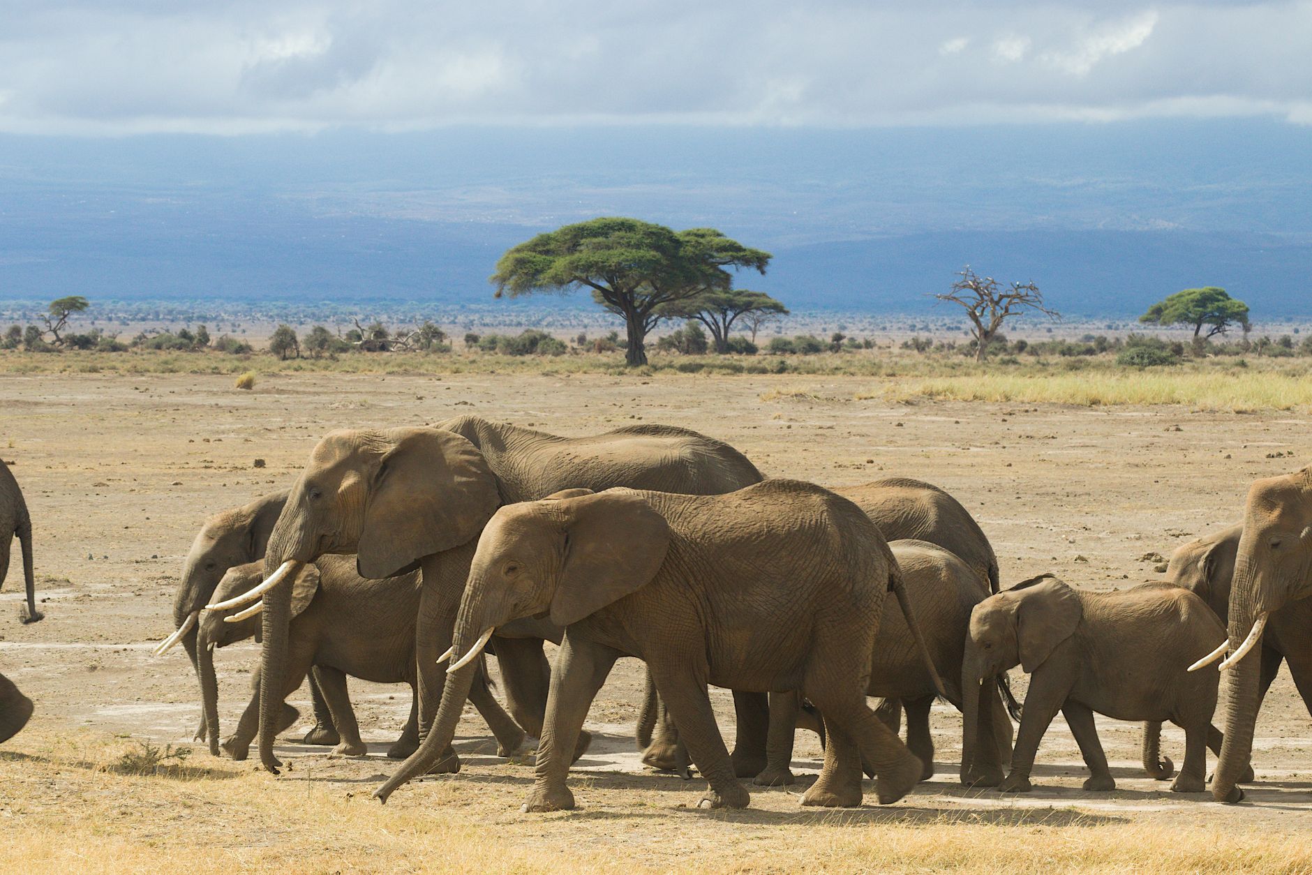 Vast open grassland plain in Africa with golden grasses stretching to the horizon under a wide sky