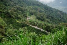 Green coffee plants growing across hillside terraces on the Bolaven Plateau in southern Laos