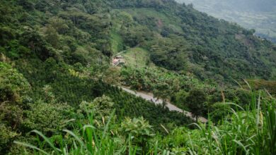 Green coffee plants growing across hillside terraces on the Bolaven Plateau in southern Laos