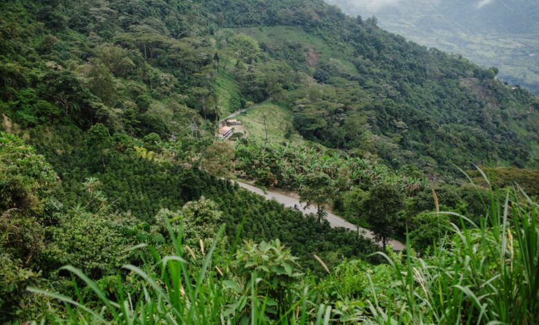 Green coffee plants growing across hillside terraces on the Bolaven Plateau in southern Laos