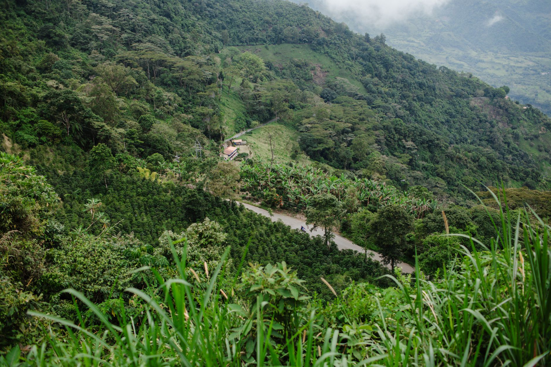 Green coffee plants growing across hillside terraces on the Bolaven Plateau in southern Laos