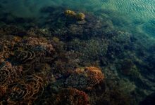 Colorful coral reef with fish in clear tropical water
