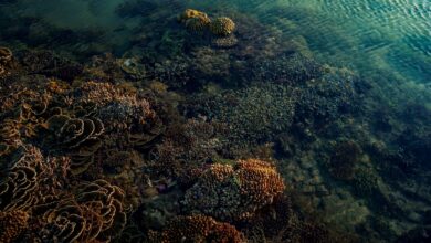 Colorful coral reef with fish in clear tropical water