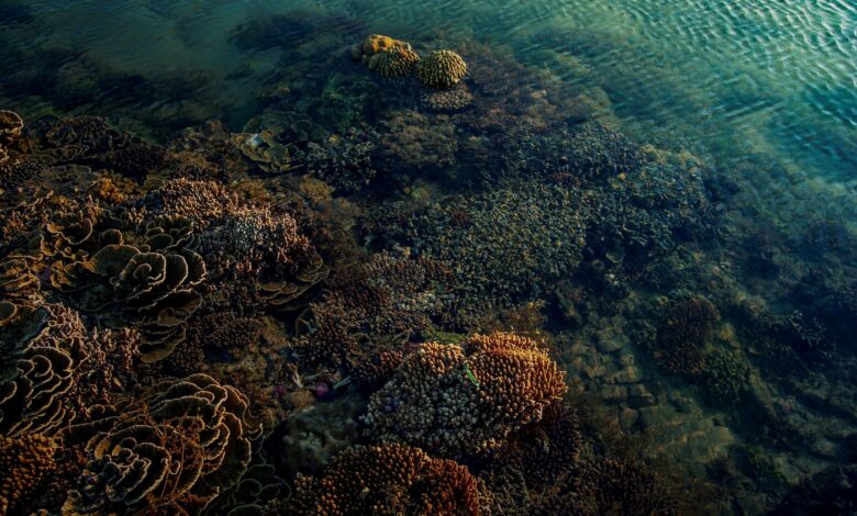 Colorful coral reef with fish in clear tropical water