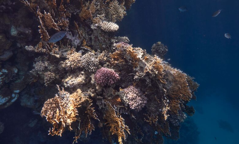 Shallow coral reef with dense hard coral formations and reef fish in clear tropical water