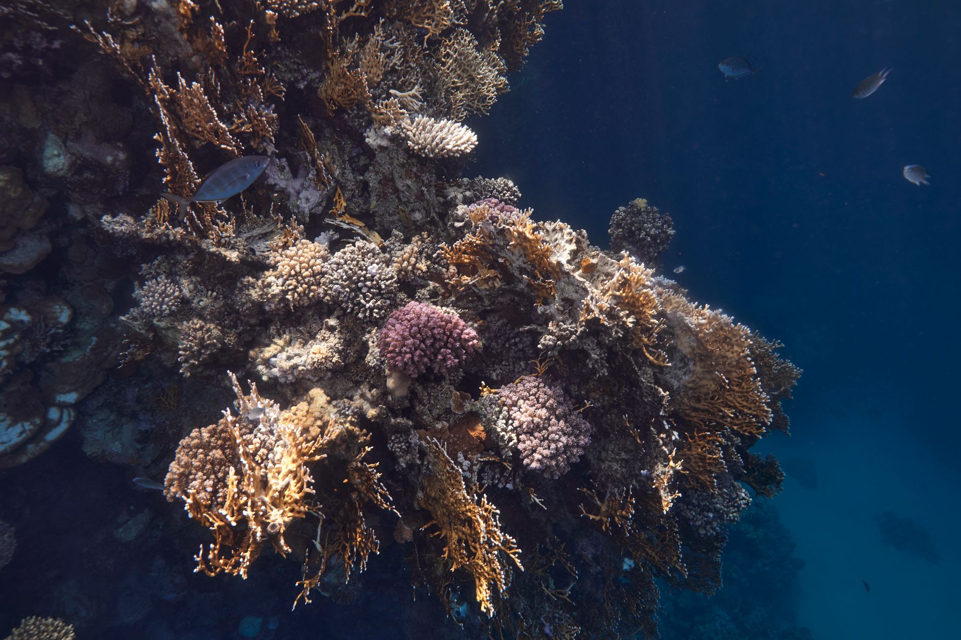 Shallow coral reef with dense hard coral formations and reef fish in clear tropical water