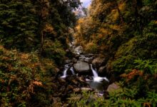 Dense jungle along a river in Nepal's western terai region