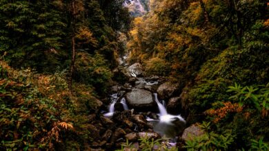 Dense jungle along a river in Nepal's western terai region