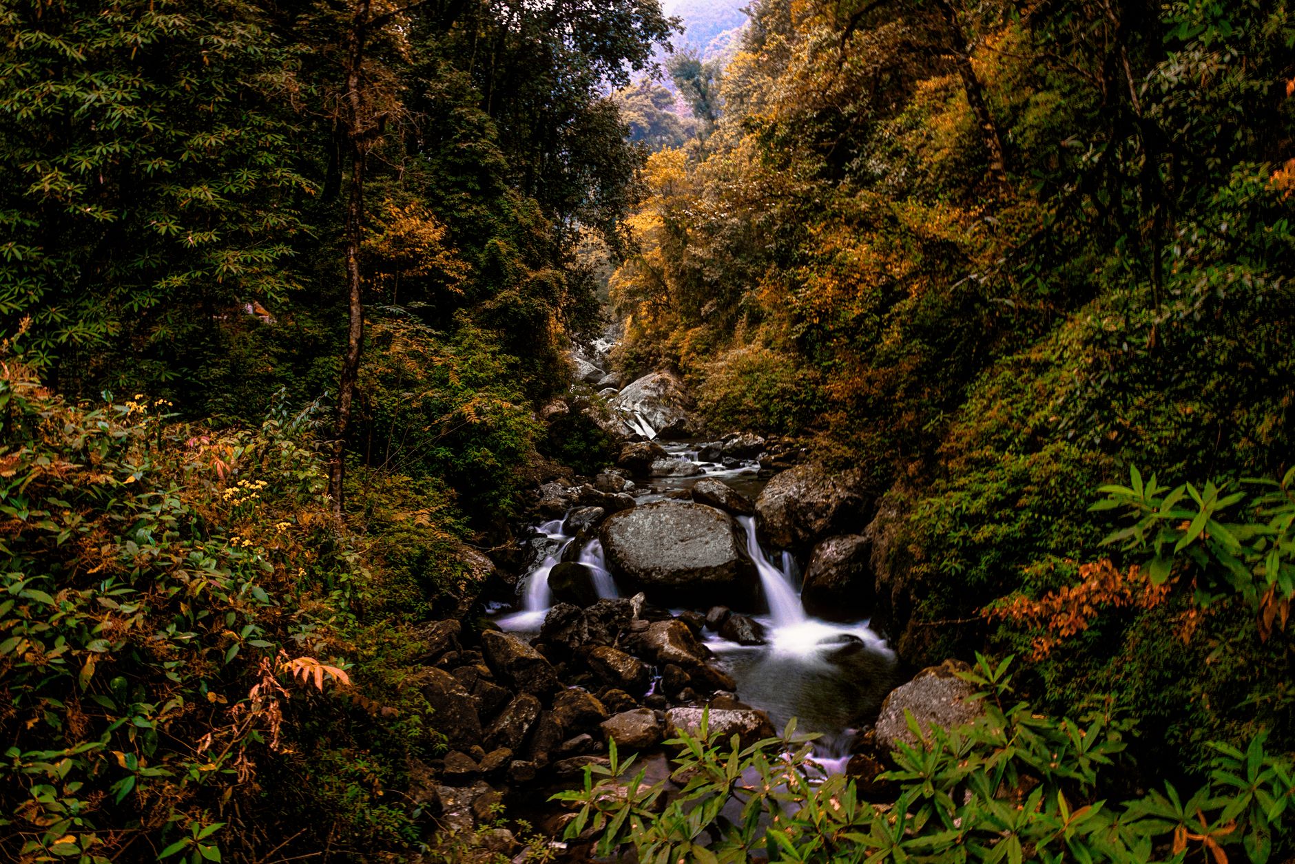 Dense jungle along a river in Nepal's western terai region