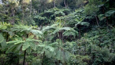 Dense tropical rainforest canopy in Southeast Asia, viewed from below with light filtering through the leaves