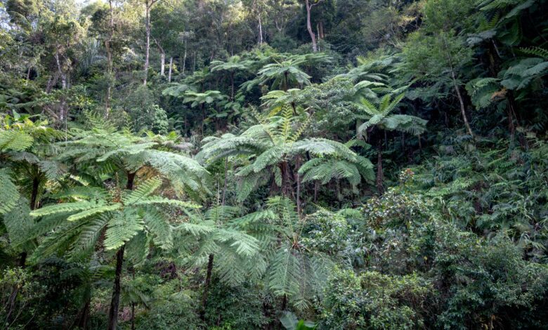 Dense tropical rainforest canopy in Southeast Asia, viewed from below with light filtering through the leaves