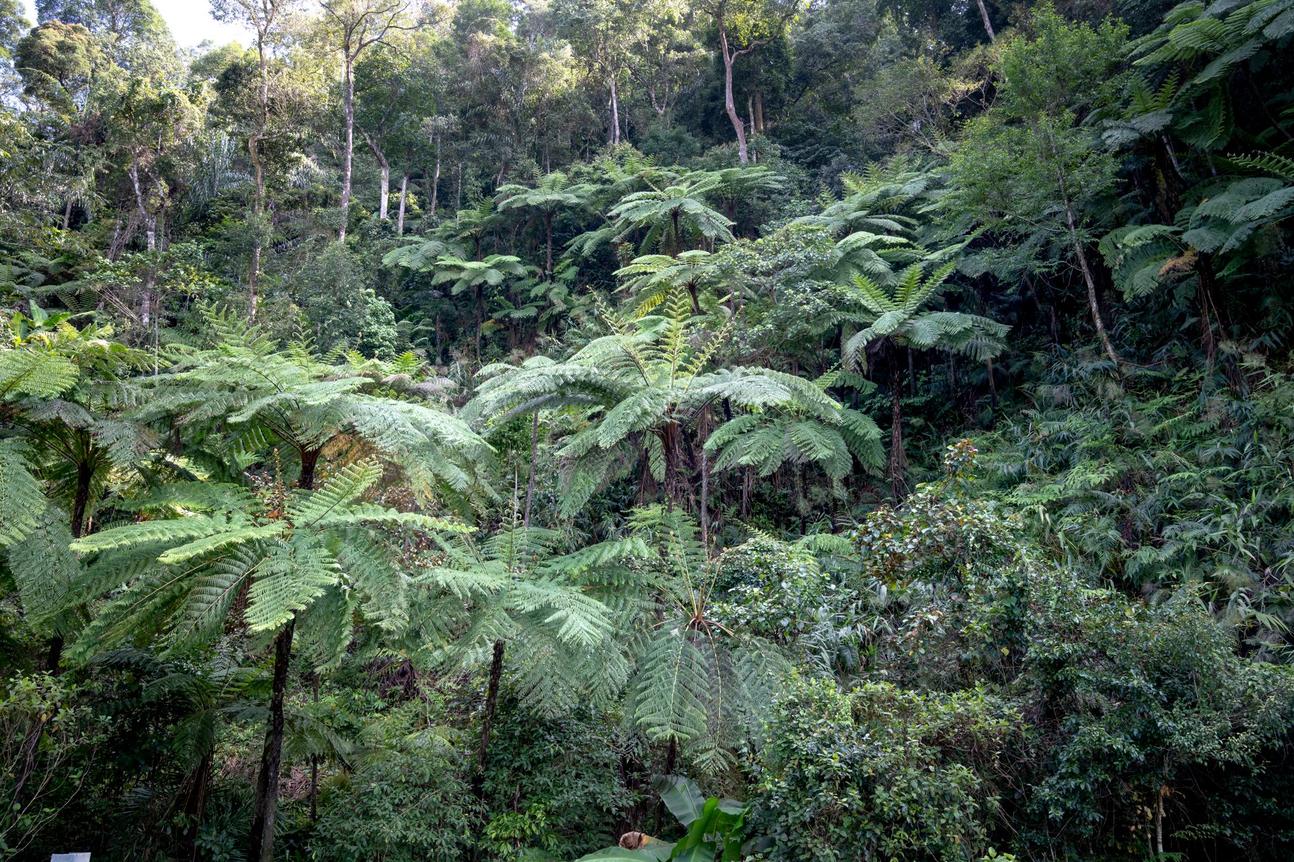 Dense tropical rainforest canopy in Southeast Asia, viewed from below with light filtering through the leaves
