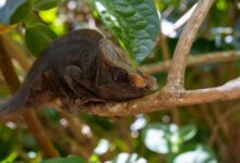 Dense primary rainforest canopy on the Masoala Peninsula in northeastern Madagascar