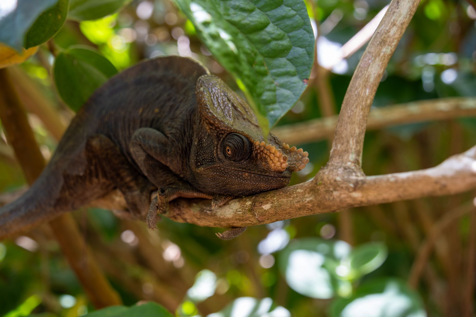 Dense primary rainforest canopy on the Masoala Peninsula in northeastern Madagascar