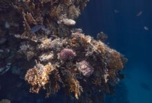 Colorful coral reef wall with soft corals and sea fans in clear blue water