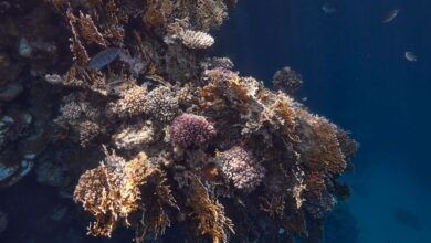 Colorful coral reef wall with soft corals and sea fans in clear blue water