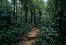 A narrow trail winding through dense tropical forest in Tanzania's Mahale Mountains