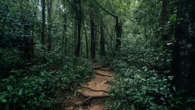 A narrow trail winding through dense tropical forest in Tanzania's Mahale Mountains