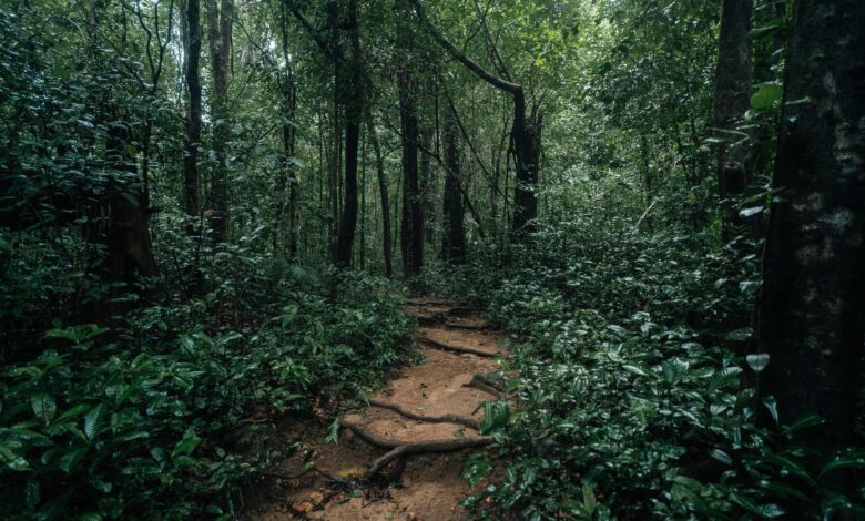 A narrow trail winding through dense tropical forest in Tanzania's Mahale Mountains