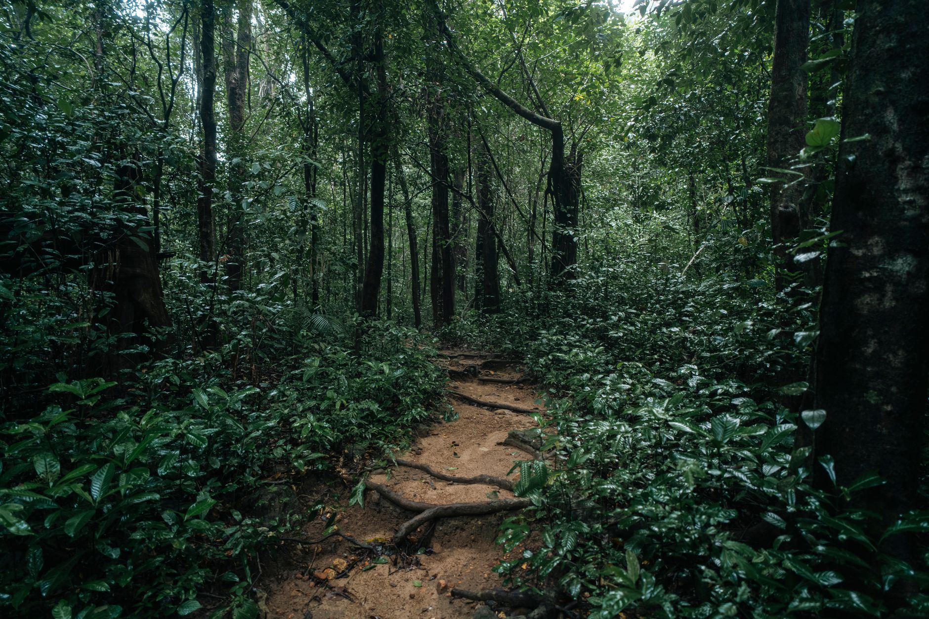 A narrow trail winding through dense tropical forest in Tanzania's Mahale Mountains