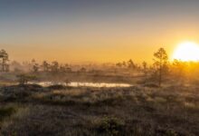 Wide wetland grasslands with scattered water pools under an open sky in East Africa