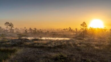 Wide wetland grasslands with scattered water pools under an open sky in East Africa