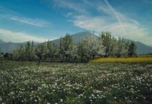 Apricot trees in full bloom in Hunza Valley with snow-capped mountains in the background