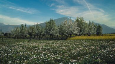 Apricot trees in full bloom in Hunza Valley with snow-capped mountains in the background