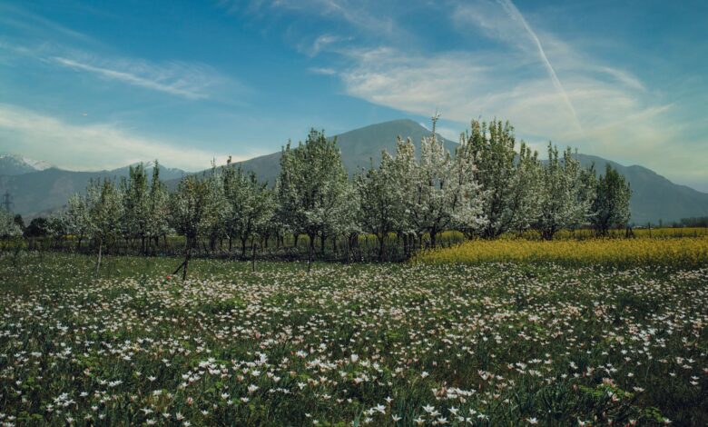 Apricot trees in full bloom in Hunza Valley with snow-capped mountains in the background