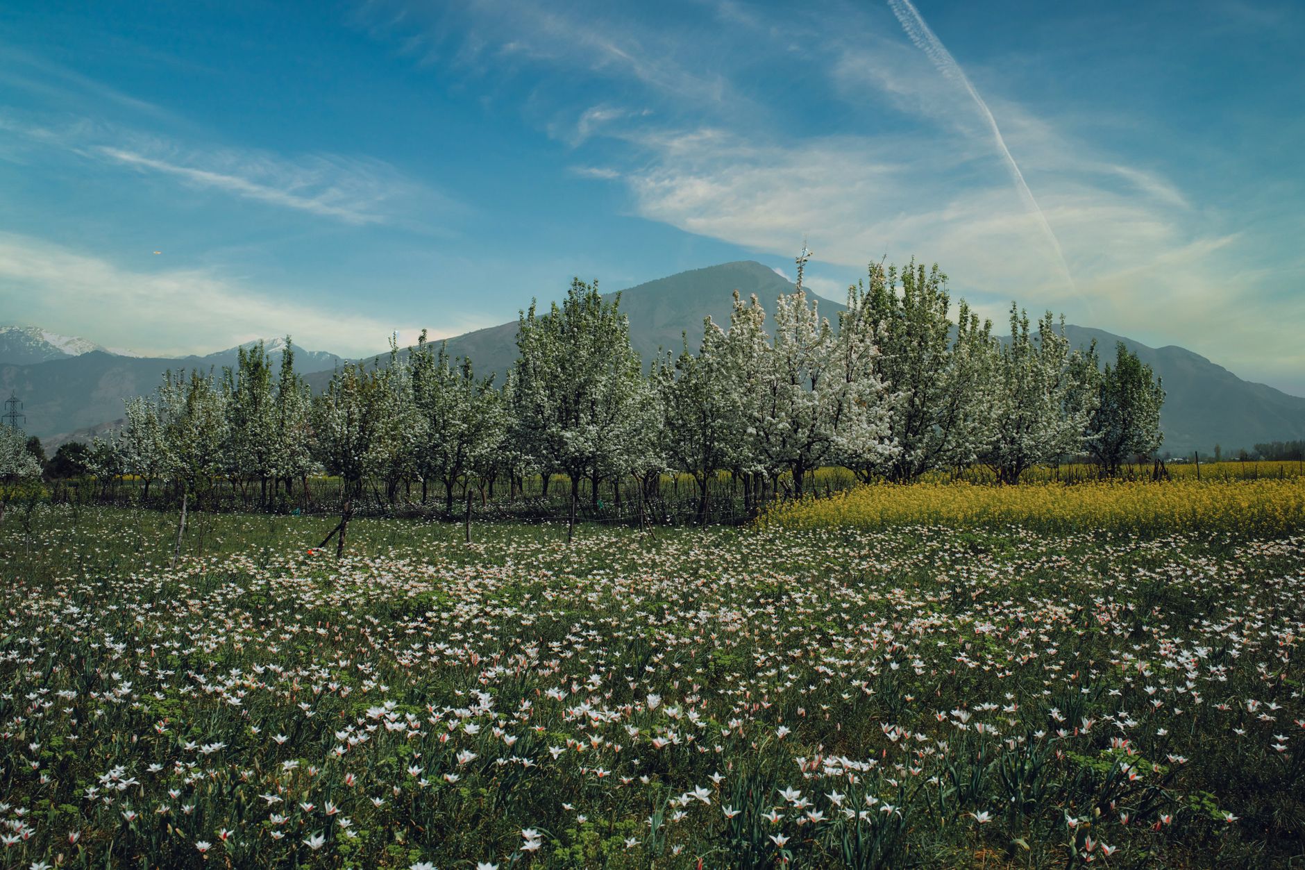 Apricot trees in full bloom in Hunza Valley with snow-capped mountains in the background