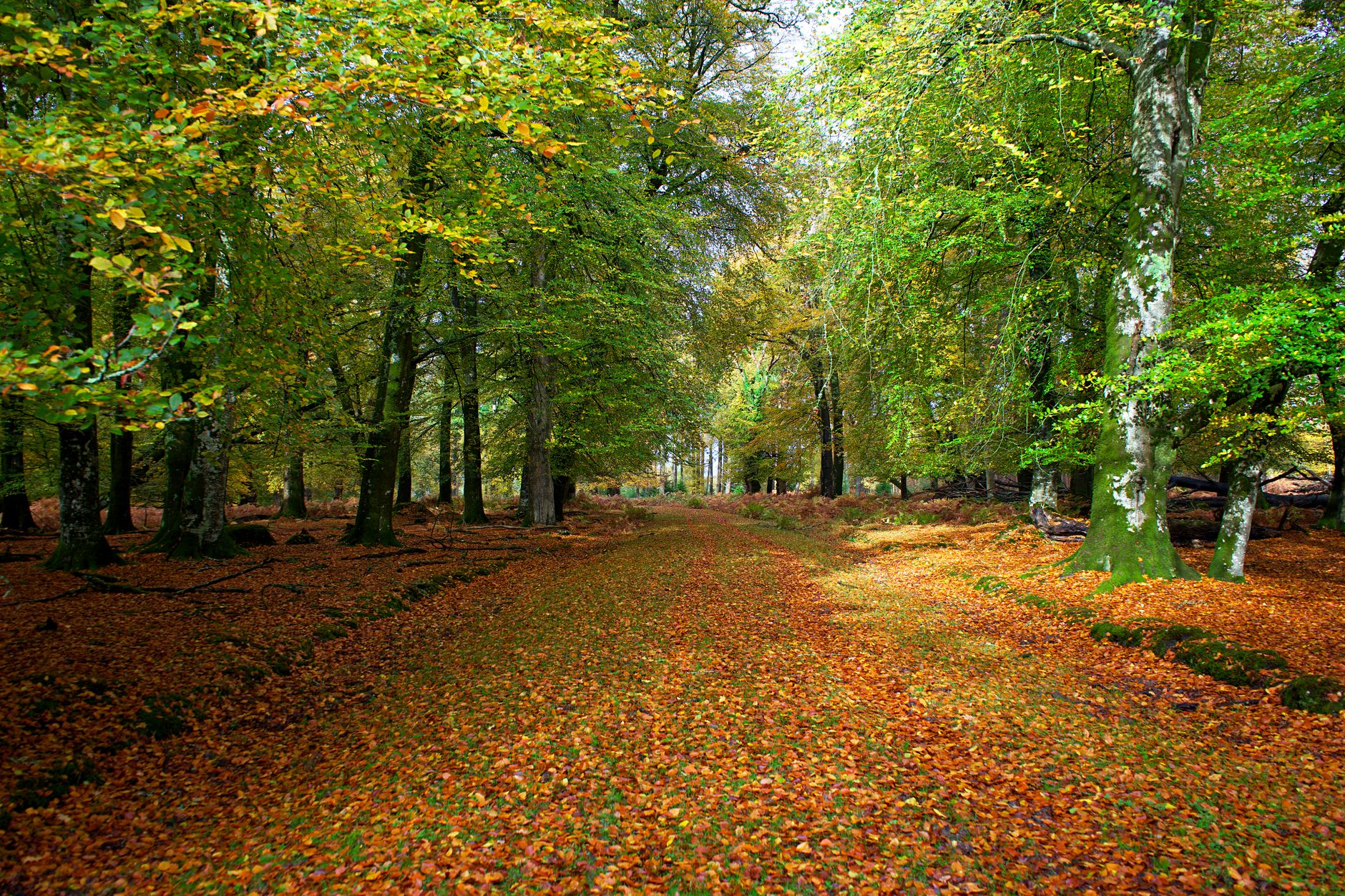 Marked hiking trail winding through autumn beech forest in a national park