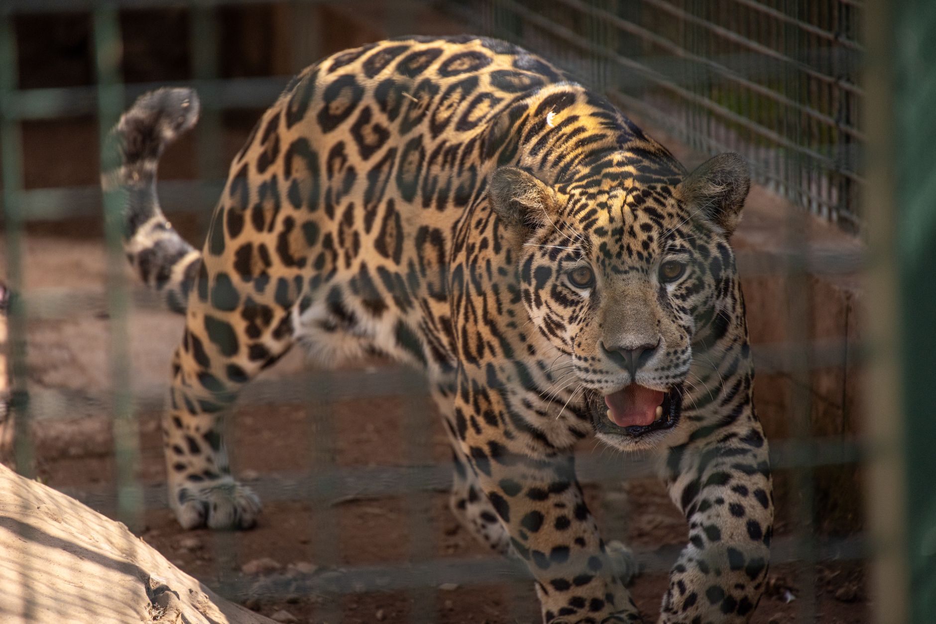 A jaguar moving through low vegetation near a riverbank in a South American wetland
