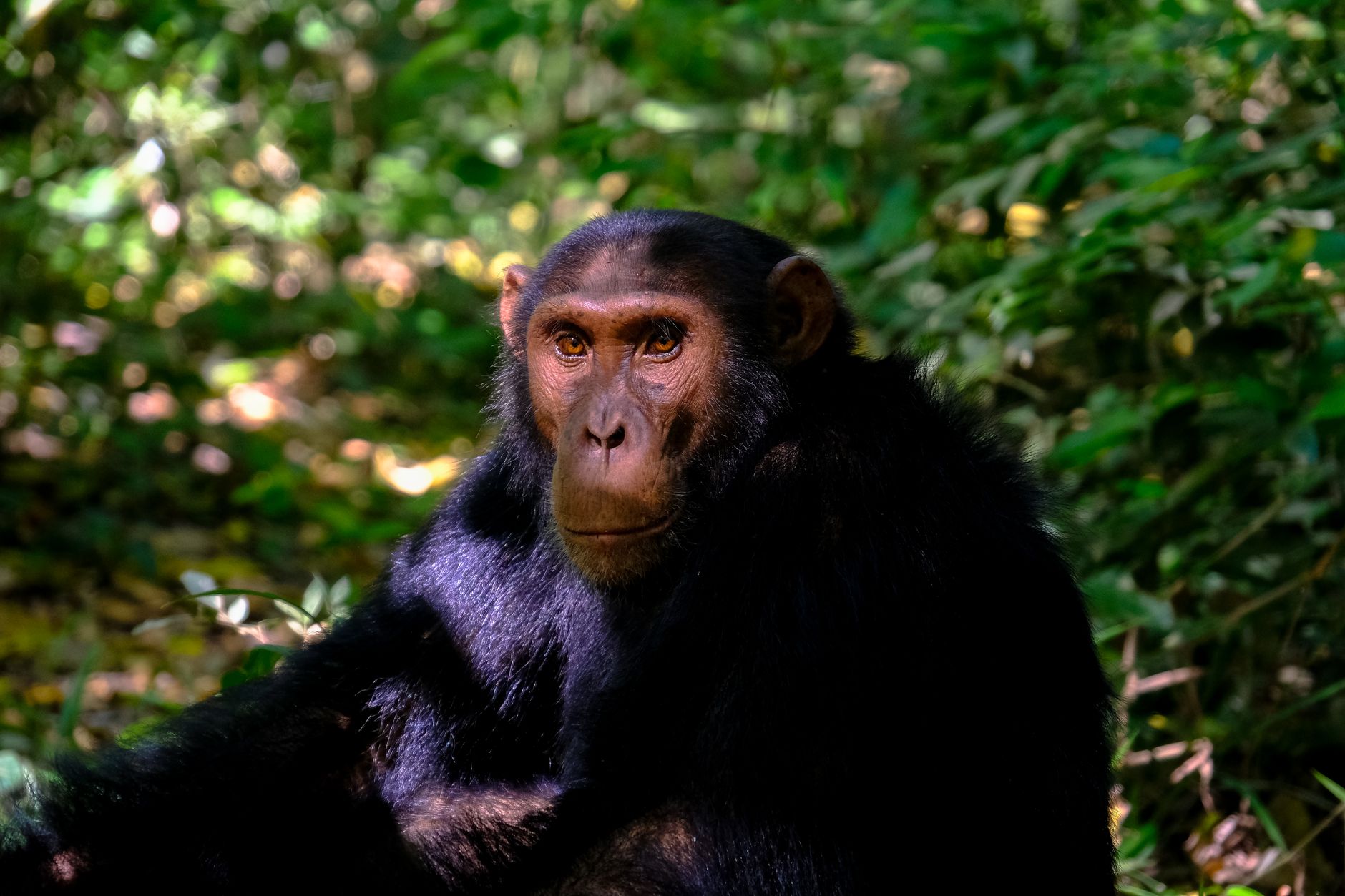 Wild chimpanzee moving through forest undergrowth on a guided trek