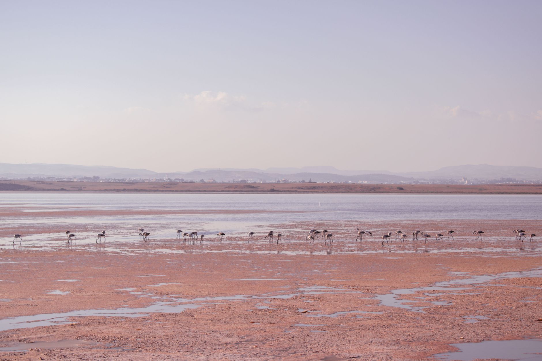 Wetland landscape in southern Morocco with shallow water channels and scrubland