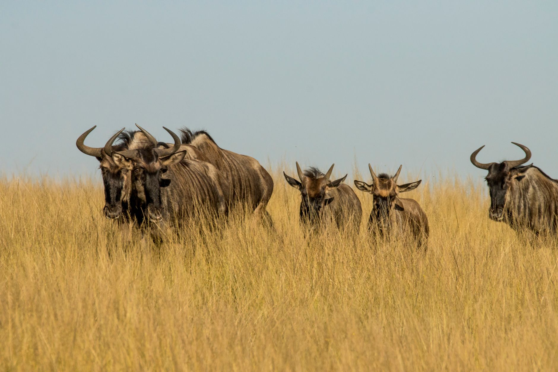 Large herd of wildebeest moving across open African grassland during migration season