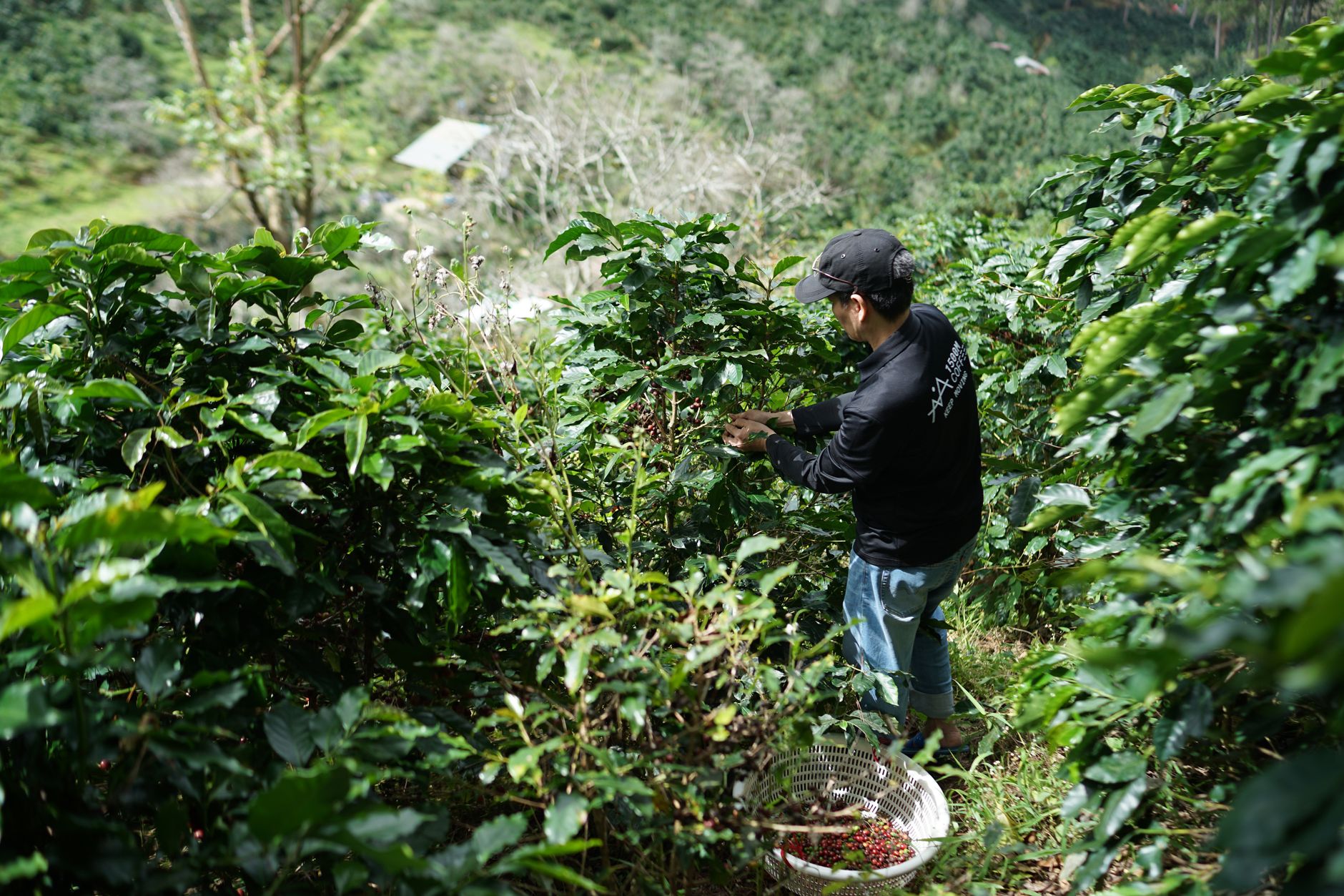 Workers hand-picking ripe coffee cherries on a highland farm during harvest season