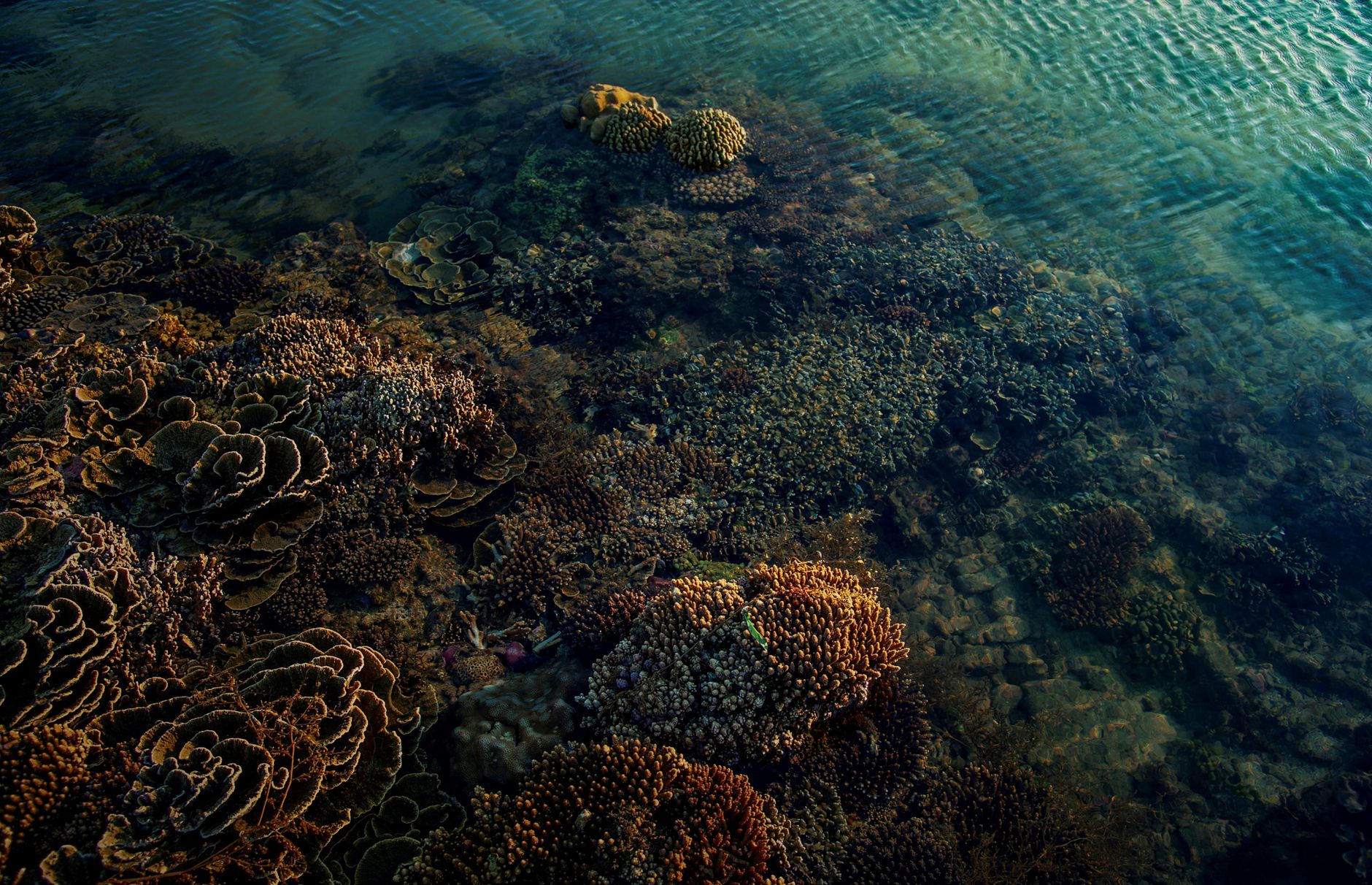 Healthy coral reef system with clear blue water and tropical fish in Southeast Asia