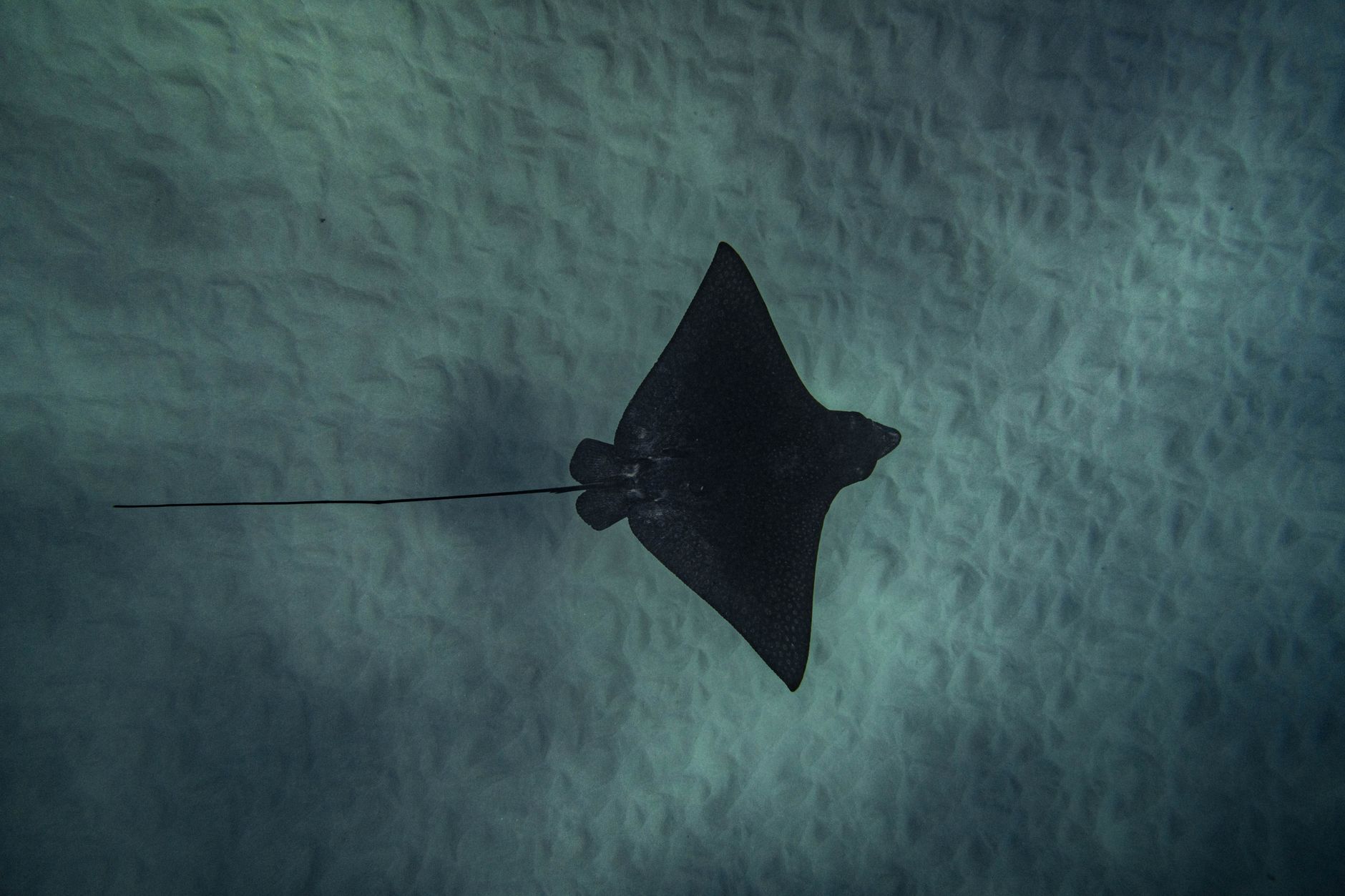 Manta ray gliding through open blue ocean water