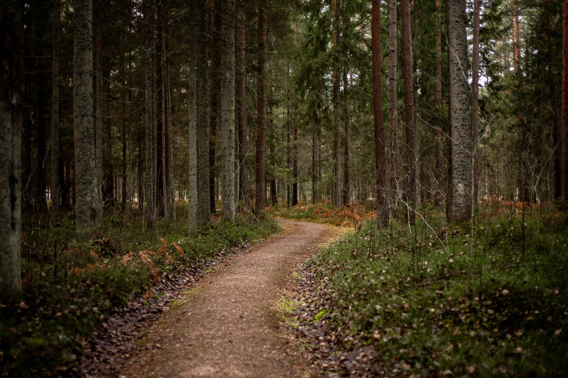 Trekker walking a narrow forest path through dense montane woodland
