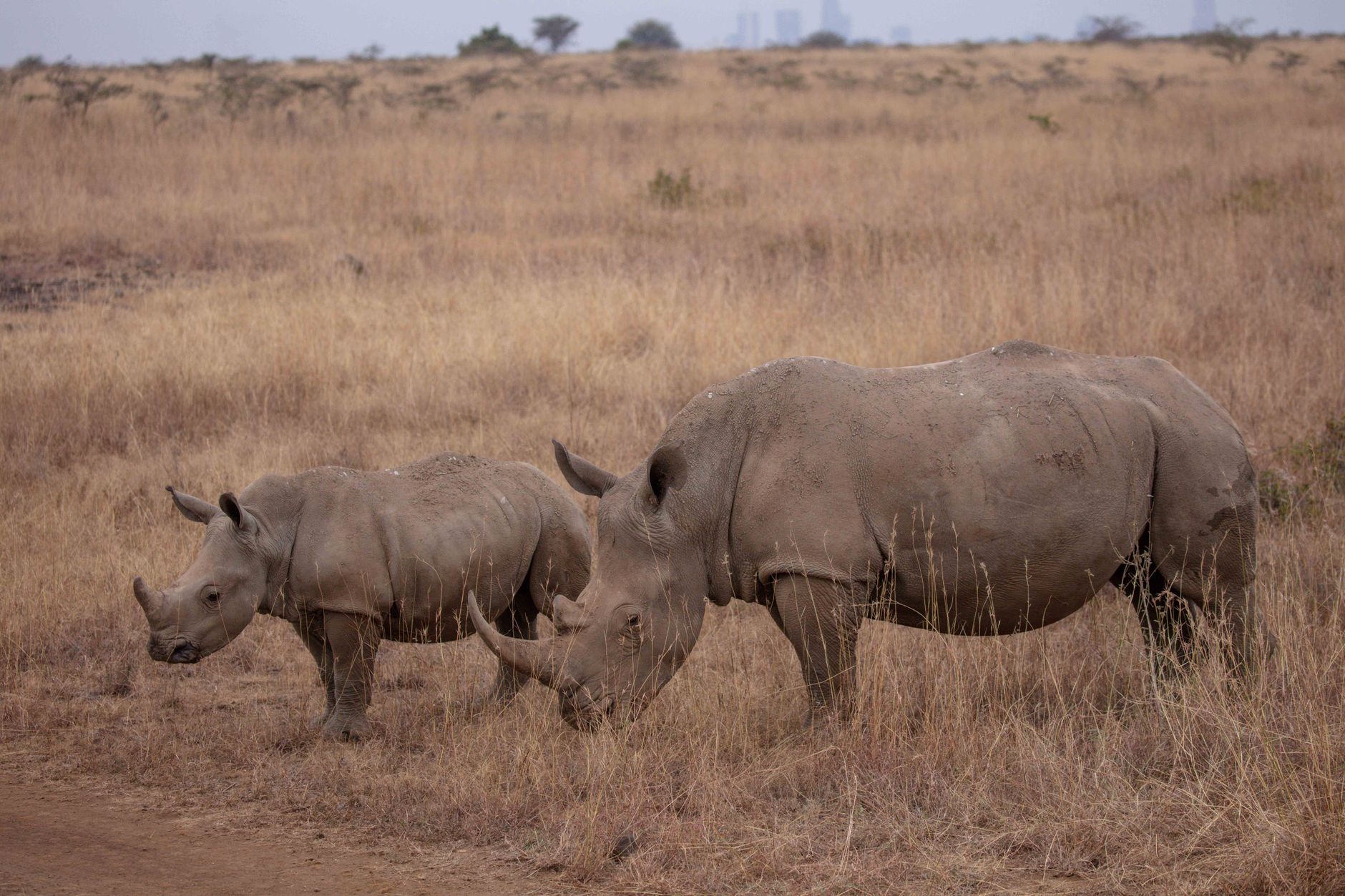 Greater one-horned rhinoceros grazing in open grassland