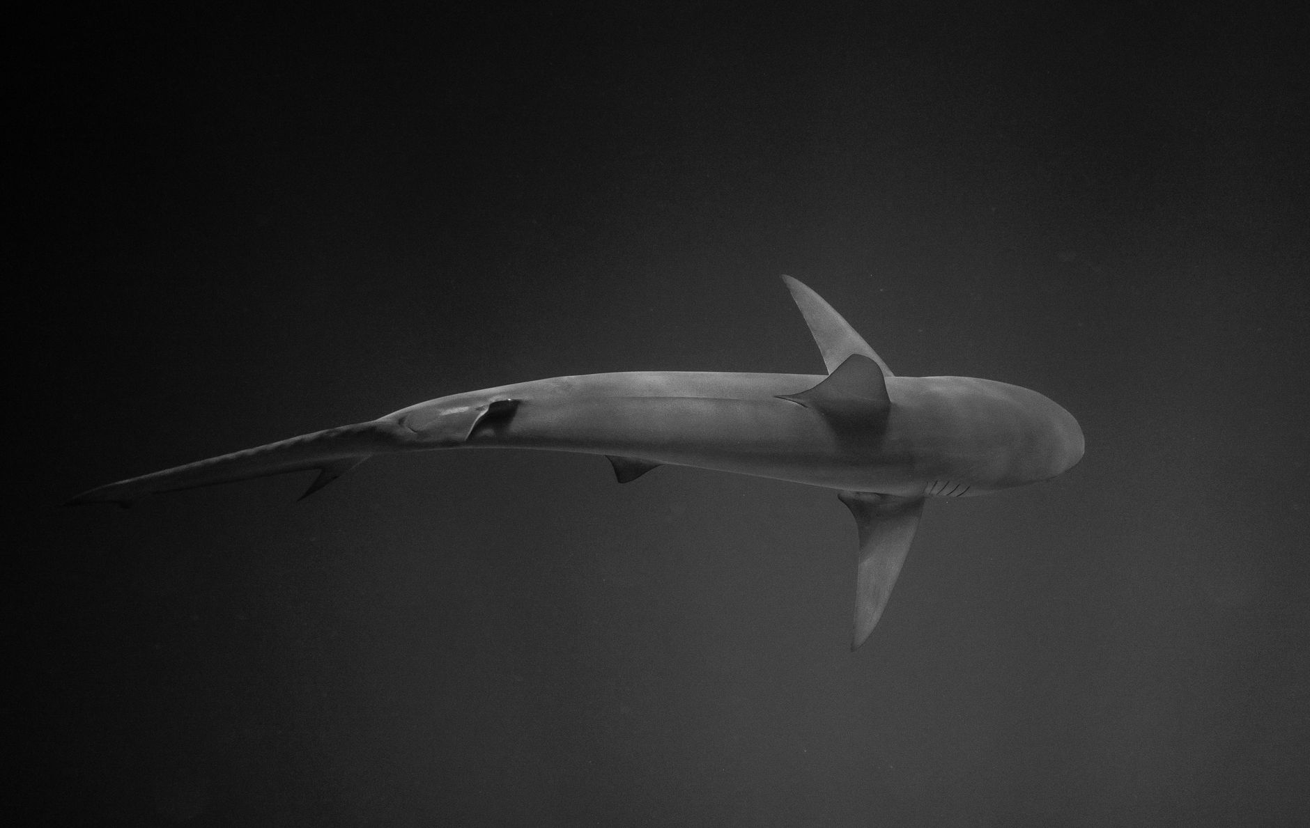 Hammerhead shark swimming in deep blue open ocean water