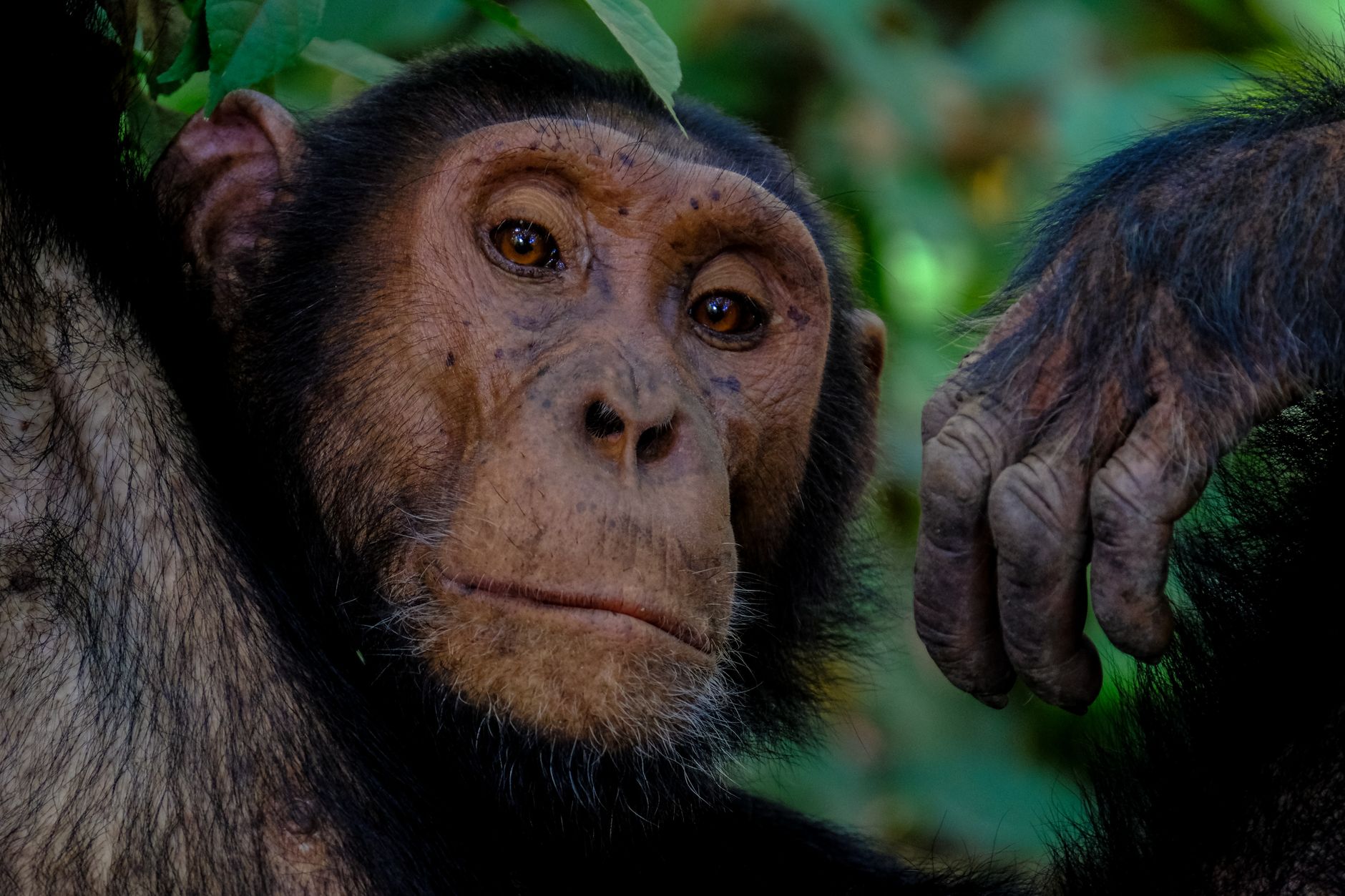 A wild chimpanzee resting in a forest tree, observed at close range during a guided trek