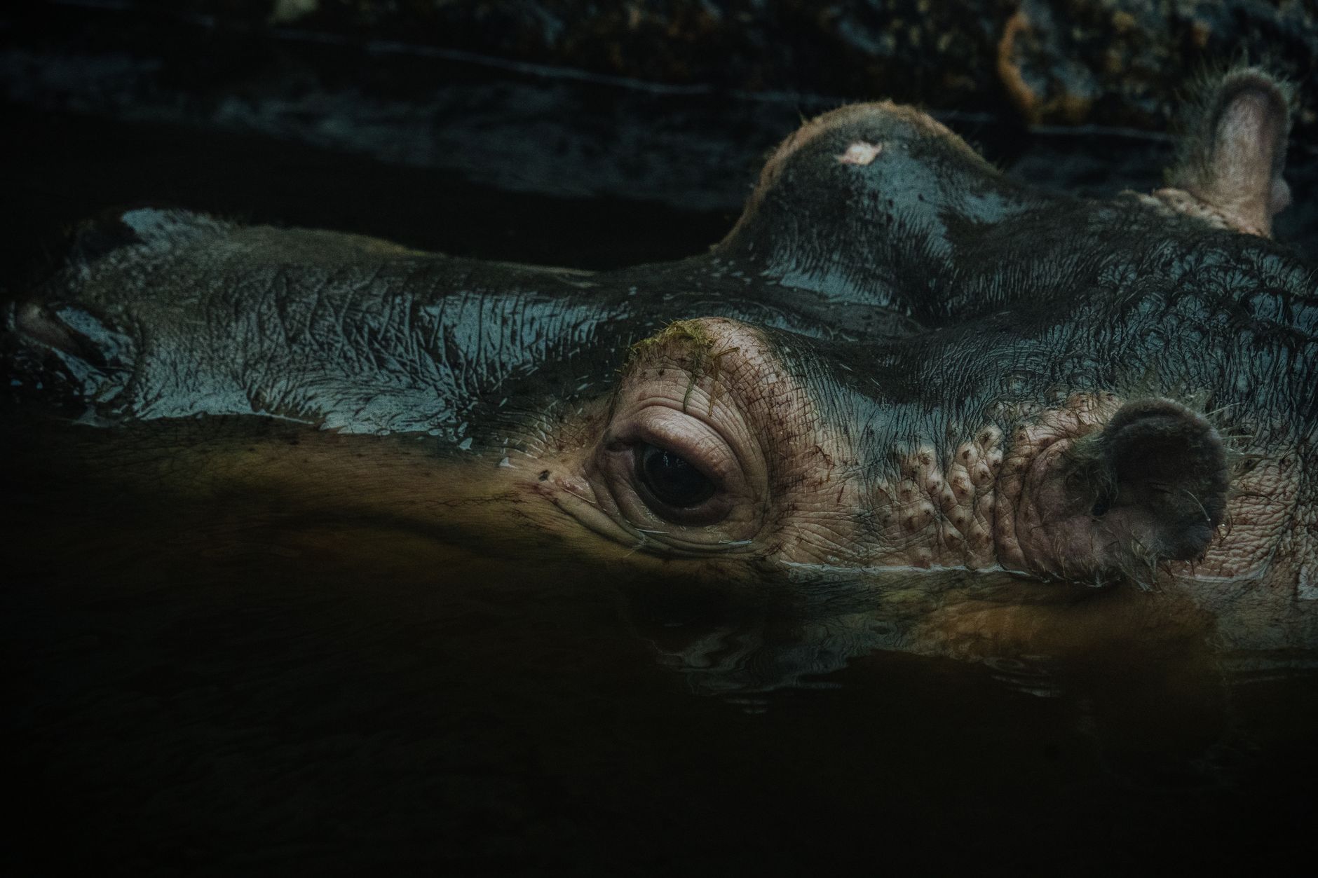 Hippos resting along a wide African river bank surrounded by lush green vegetation
