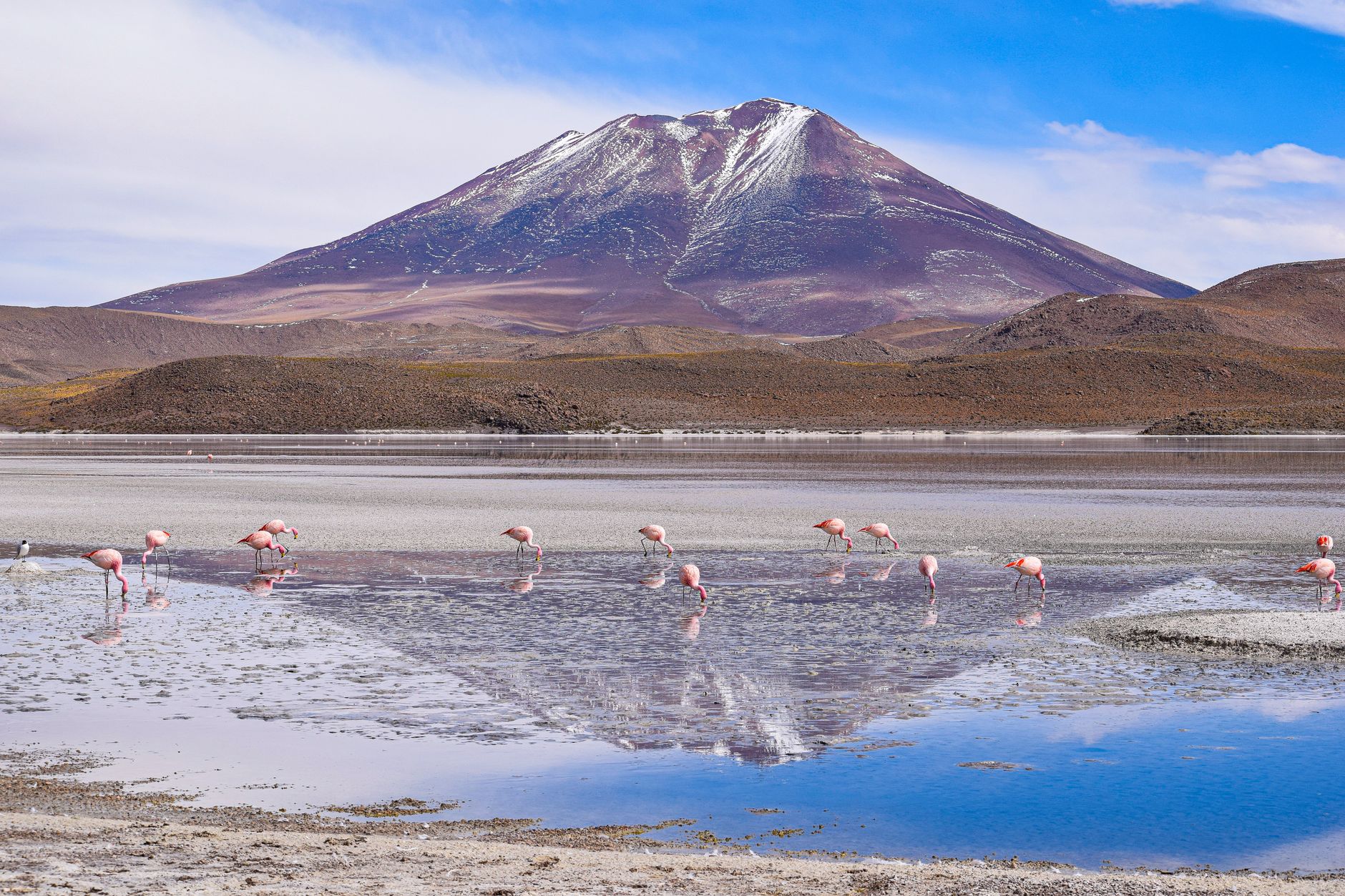 Flamingos wading in a rust-colored high-altitude lagoon surrounded by volcanic rock
