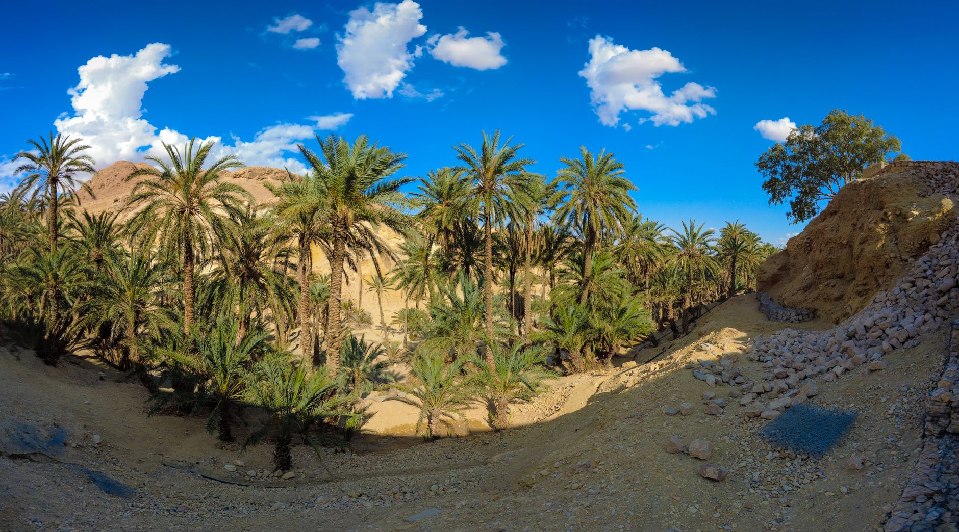 Lush date palm oasis cutting through arid desert landscape in southern Morocco
