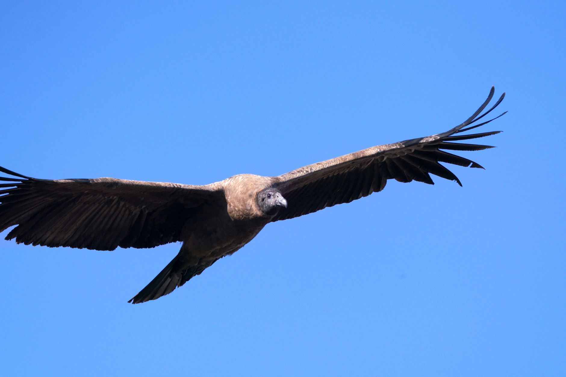 Andean condor soaring on thermal air currents above a canyon landscape