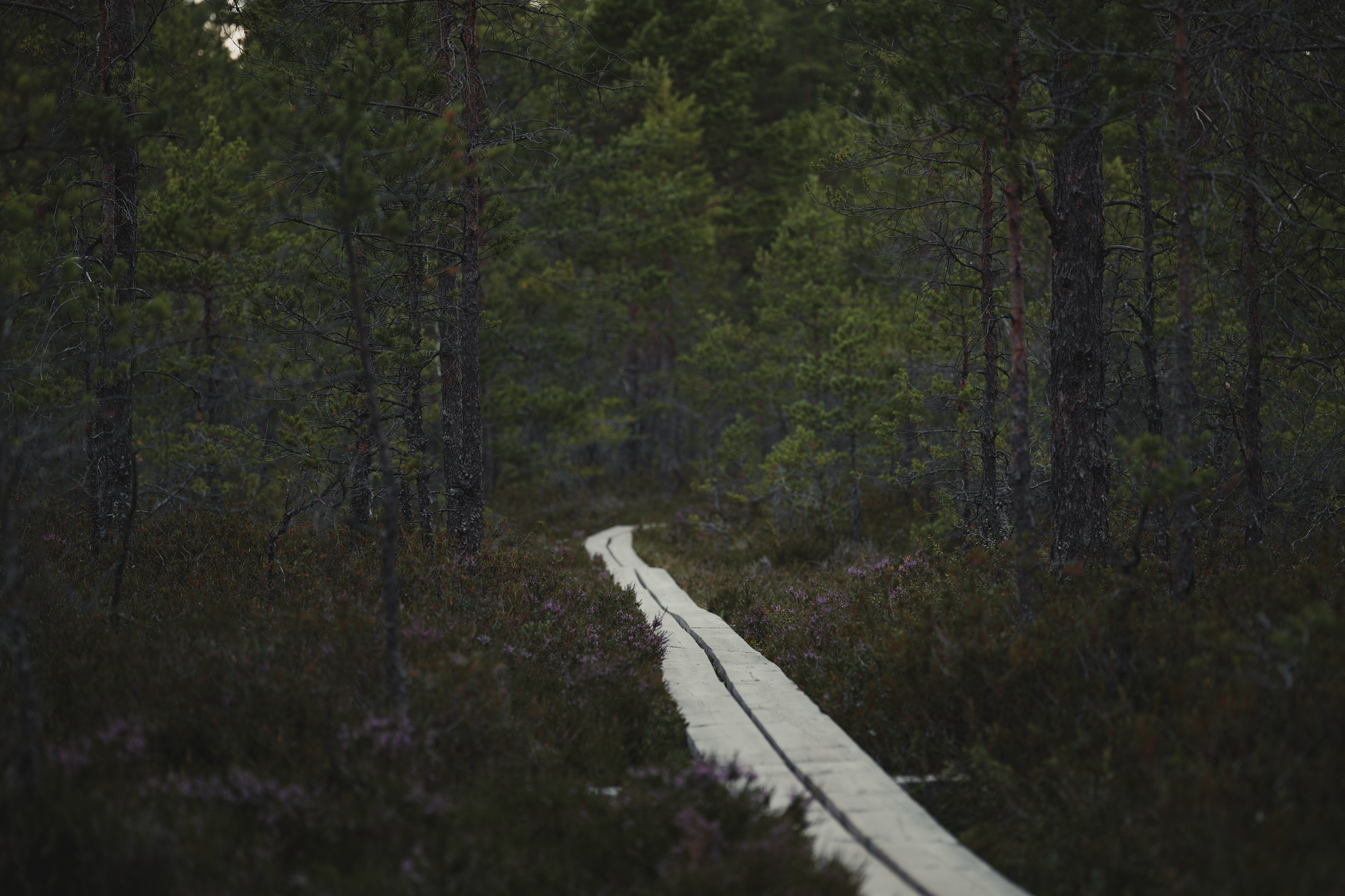 Trekker crossing a boggy high-altitude trail surrounded by giant lobelias and heather forest