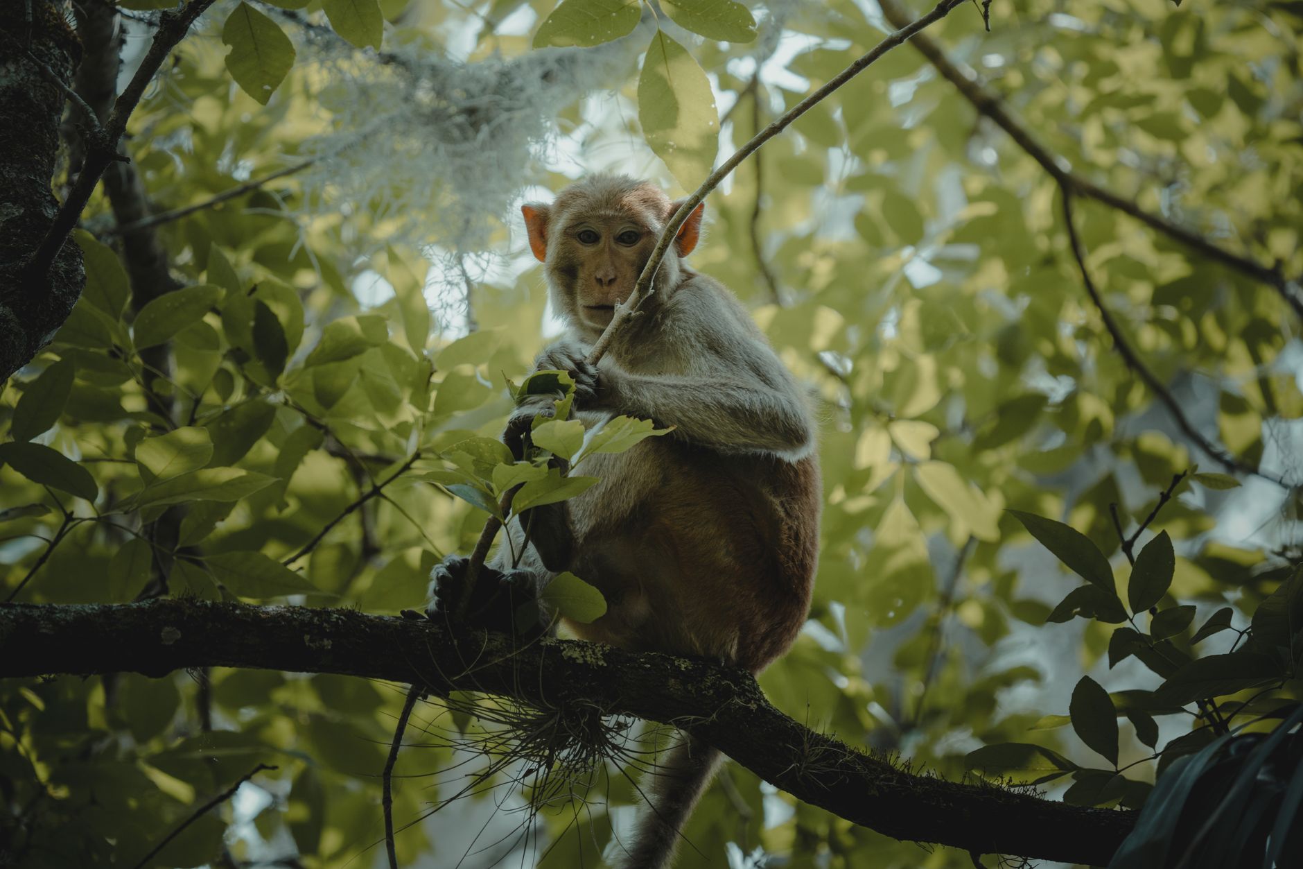 A bird perched in dense tropical forest foliage, representing the rich biodiversity of the Cardamom Mountains