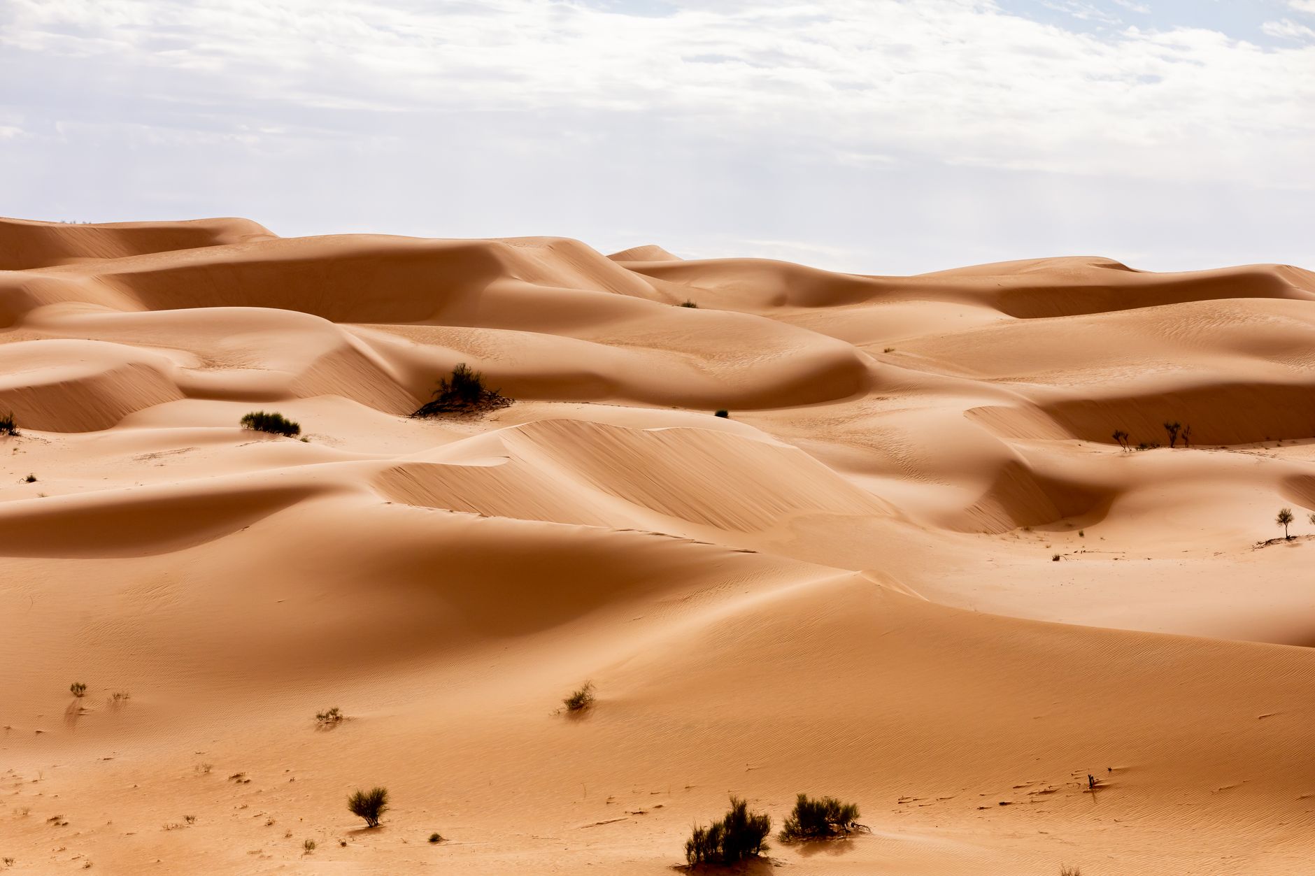 Sand dunes on the edge of a desert oasis at dusk in North Africa